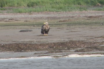 Der erste Seeadler der Saison