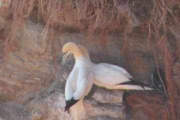 helgoland