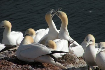 helgoland