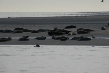 zeehonden op de Richel