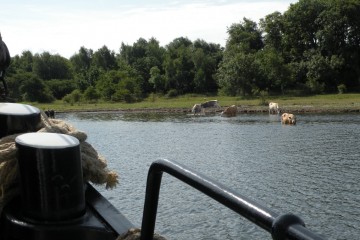 Oe-Rinder in Schaprode-Rügen