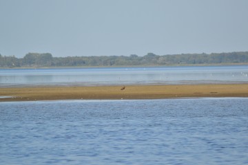 Der erste Seeadler des Jahres 