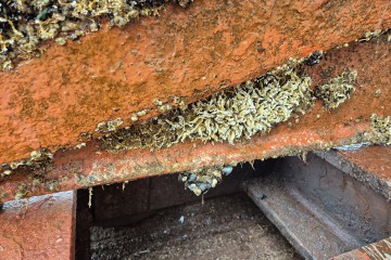 Ein neues Lebewesen vermutlich aus der Warnow in die Schlei eingeschleppt. Den australischen Roehrenwurm schreckt kein Antifouling.